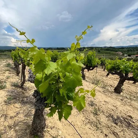 Nr 9 Chateau Gipieres Montbrun-les-Bains